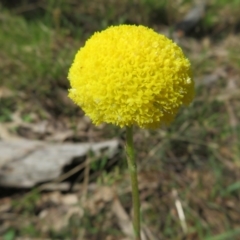 Craspedia variabilis (Common Billy Buttons) at Hall, ACT - 18 Sep 2022 by Christine