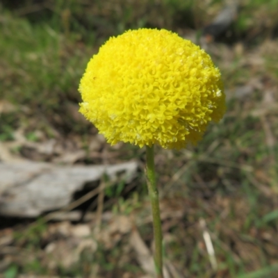 Craspedia variabilis (Common Billy Buttons) at Hall, ACT - 18 Sep 2022 by Christine