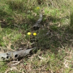 Craspedia variabilis at Hall, ACT - suppressed