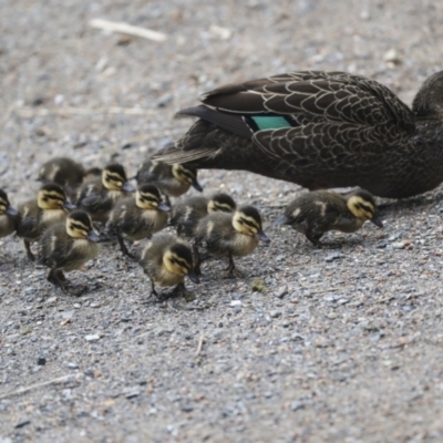 Anas superciliosa (Pacific Black Duck) at Lake Ginninderra - 26 Sep 2022 by AlisonMilton