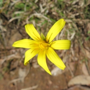 Microseris walteri at Hall, ACT - 18 Sep 2022 12:49 PM