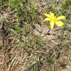 Microseris walteri at Hall, ACT - 18 Sep 2022 12:49 PM