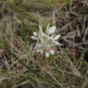 Wurmbea dioica subsp. dioica at Hall, ACT - 18 Sep 2022