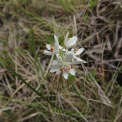 Wurmbea dioica subsp. dioica (Early Nancy) at Hall, ACT - 18 Sep 2022 by Christine
