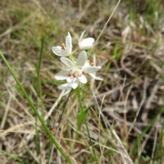 Wurmbea dioica subsp. dioica at Hall, ACT - 18 Sep 2022 12:29 PM