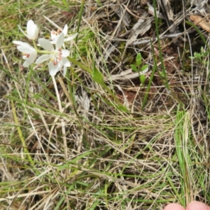 Wurmbea dioica subsp. dioica at Hall, ACT - 18 Sep 2022