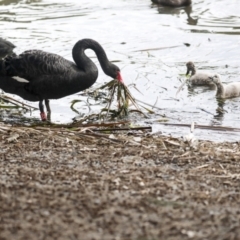 Cygnus atratus (Black Swan) at Lake Ginninderra - 26 Sep 2022 by AlisonMilton