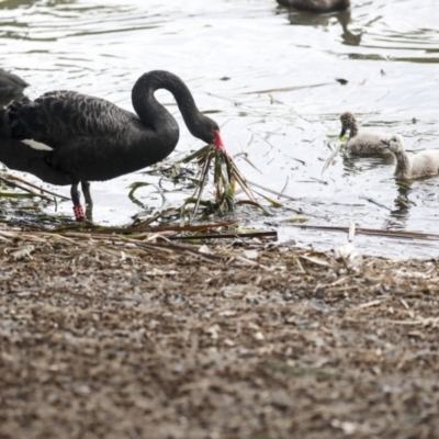 Cygnus atratus (Black Swan) at Belconnen, ACT - 26 Sep 2022 by AlisonMilton