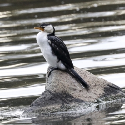 Microcarbo melanoleucos (Little Pied Cormorant) at Lake Ginninderra - 26 Sep 2022 by AlisonMilton