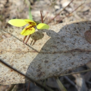 Diuris sp. (hybrid) at Hall, ACT - suppressed