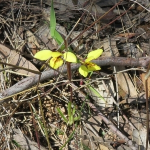 Diuris sp. (hybrid) at Hall, ACT - suppressed