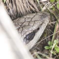 Tiliqua scincoides scincoides (Eastern Blue-tongue) at Belconnen, ACT - 26 Sep 2022 by AlisonMilton