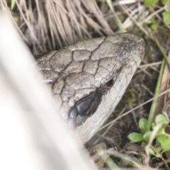 Tiliqua scincoides scincoides (Eastern Blue-tongue) at Lake Ginninderra - 26 Sep 2022 by AlisonMilton
