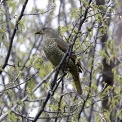 Ptilonorhynchus violaceus (Satin Bowerbird) at Evatt, ACT - 26 Sep 2022 by AlisonMilton