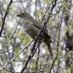 Ptilonorhynchus violaceus at Evatt, ACT - 26 Sep 2022