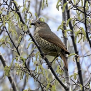 Ptilonorhynchus violaceus at Evatt, ACT - 26 Sep 2022