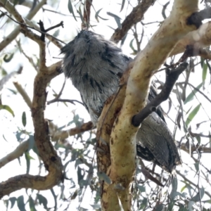 Podargus strigoides at McKellar, ACT - 26 Sep 2022