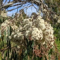 Eucalyptus elata (River Peppermint) at Kambah, ACT - 25 Sep 2022 by HelenCross