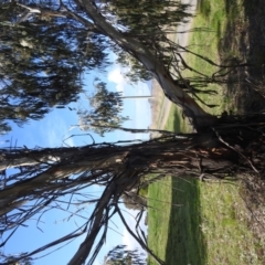 Eucalyptus elata at Kambah, ACT - 26 Sep 2022