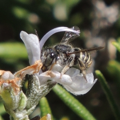 Pseudoanthidium (Immanthidium) repetitum (African carder bee, Megachild bee) at Pollinator-friendly garden Conder - 30 Mar 2016 by michaelb