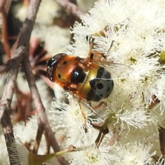 Austalis pulchella (Hover fly) at Kambah, ACT - 25 Sep 2022 by HelenCross