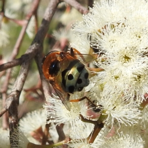 Austalis pulchella at Kambah, ACT - 26 Sep 2022