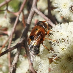 Austalis pulchella at Kambah, ACT - 26 Sep 2022 09:00 AM