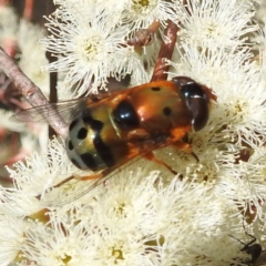 Austalis pulchella at Kambah, ACT - 26 Sep 2022