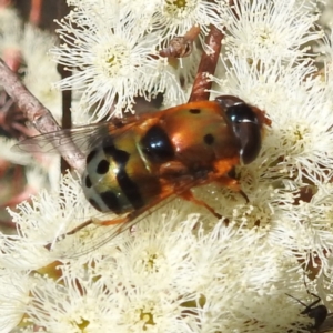 Austalis pulchella at Kambah, ACT - 26 Sep 2022 09:00 AM