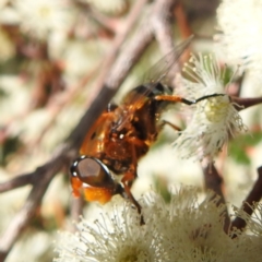 Austalis pulchella at Kambah, ACT - 26 Sep 2022