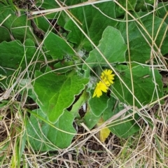 Cymbonotus sp. (preissianus or lawsonianus) (Bears Ears) at Woodstock Nature Reserve - 1 Sep 2022 by HughCo