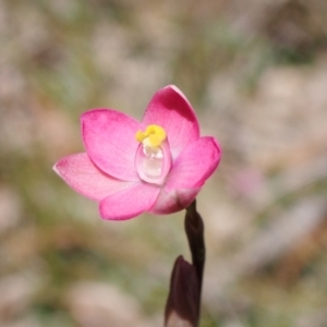 Thelymitra carnea at Vincentia, NSW - suppressed