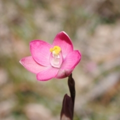Thelymitra carnea (Tiny sun orchid) at Vincentia, NSW - 25 Sep 2022 by AnneG1