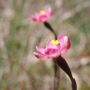 Thelymitra carnea at Vincentia, NSW - suppressed