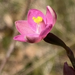 Thelymitra carnea at Vincentia, NSW - suppressed