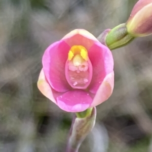 Thelymitra carnea at Vincentia, NSW - suppressed