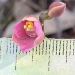 Thelymitra carnea at Vincentia, NSW - suppressed