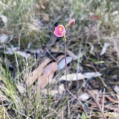 Thelymitra carnea at Vincentia, NSW - suppressed