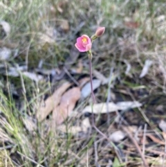 Thelymitra carnea at Vincentia, NSW - 25 Sep 2022