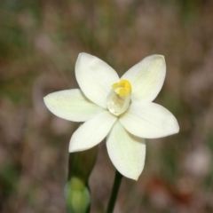 Thelymitra rubra (Salmon Sun Orchid) at Vincentia, NSW - 25 Sep 2022 by AnneG1