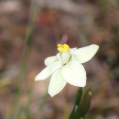 Thelymitra rubra at Vincentia, NSW - 25 Sep 2022