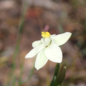 Thelymitra rubra at Vincentia, NSW - 25 Sep 2022