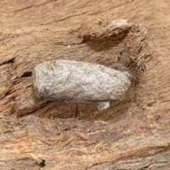 Lasiocampidae (family) immature (Lappet & Snout Moths) at Giralang Wetlands - 10 Sep 2022 by Amata