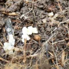 Australoplana alba at McKellar, ACT - suppressed