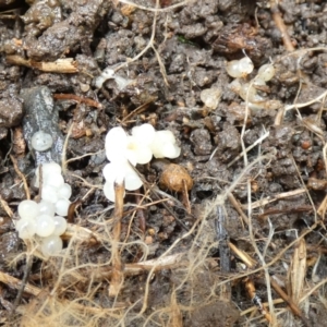 Australoplana alba at suppressed - 26 Sep 2022