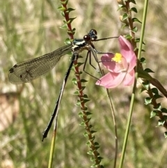 Austroargiolestes icteromelas icteromelas (Common Flatwing) at Vincentia, NSW - 25 Sep 2022 by AnneG1