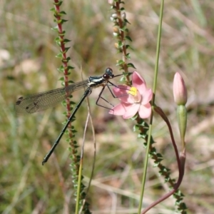 Austroargiolestes icteromelas icteromelas at Vincentia, NSW - 25 Sep 2022