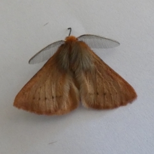 Pterolocera (genus) at Jindabyne, NSW - 13 Mar 2022