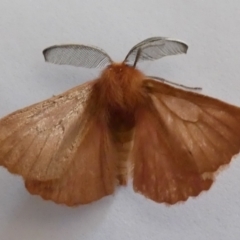 Pterolocera (genus) at Jindabyne, NSW - 13 Mar 2022