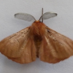 Pterolocera (genus) at Jindabyne, NSW - 13 Mar 2022